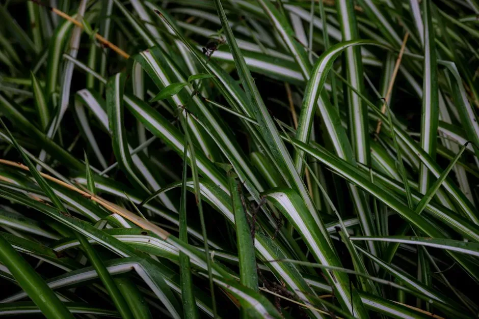 4. Spider Plant (Chlorophytum comosum) (Image Credits: Pexels)