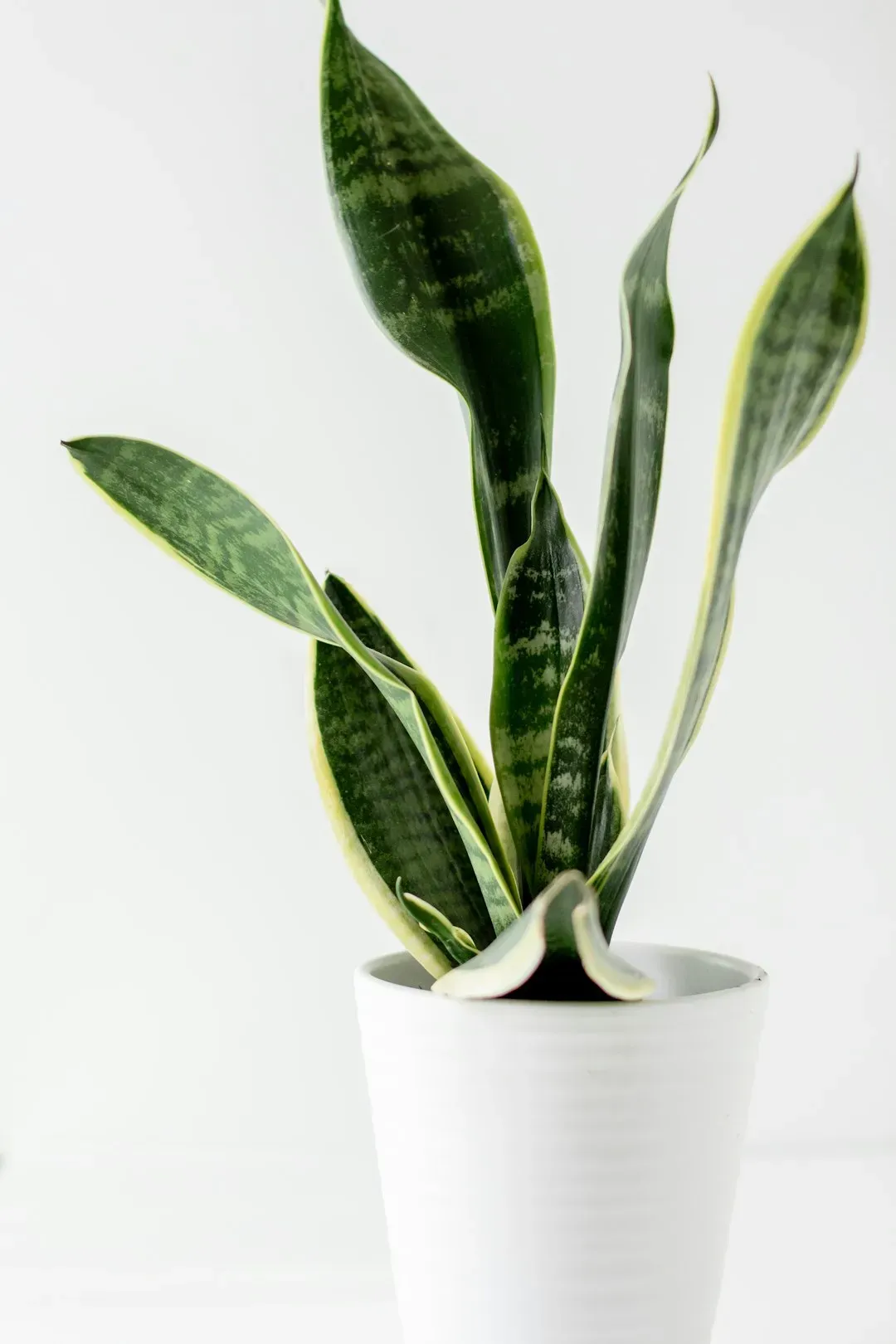 1. Snake Plant (Dracaena trifasciata) (Image Credits: Unsplash)