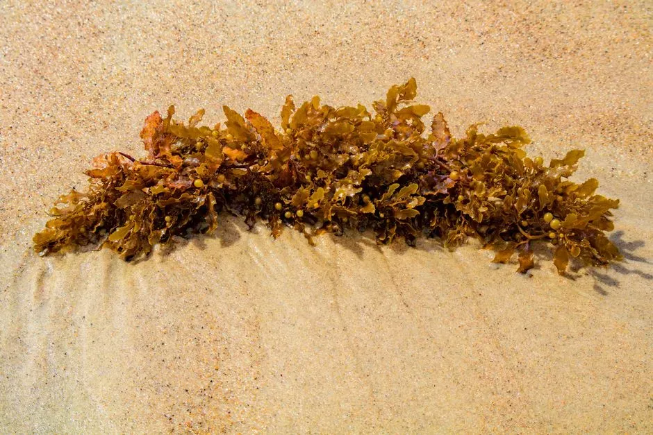 5. Carrageenan (Image Credits: Pexels)