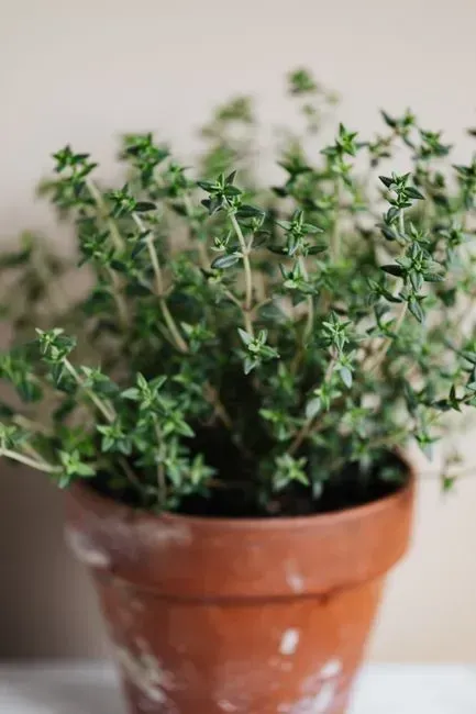 Thyme (Image Credits: Pexels)