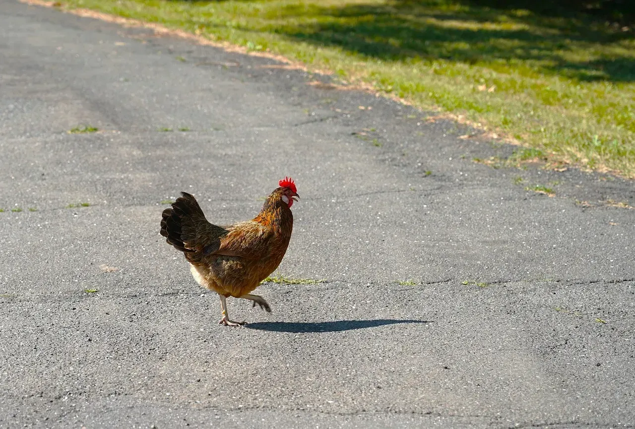 5. "Why did the chicken cross the road? To get away from you kids" (Image Credits: Pixabay)