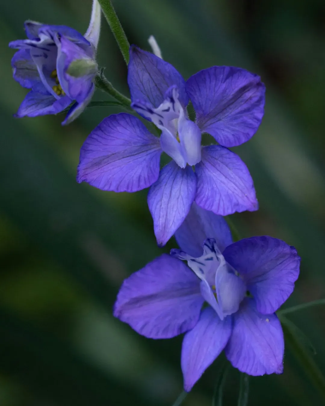 4. Larkspur (Image Credits: Unsplash)