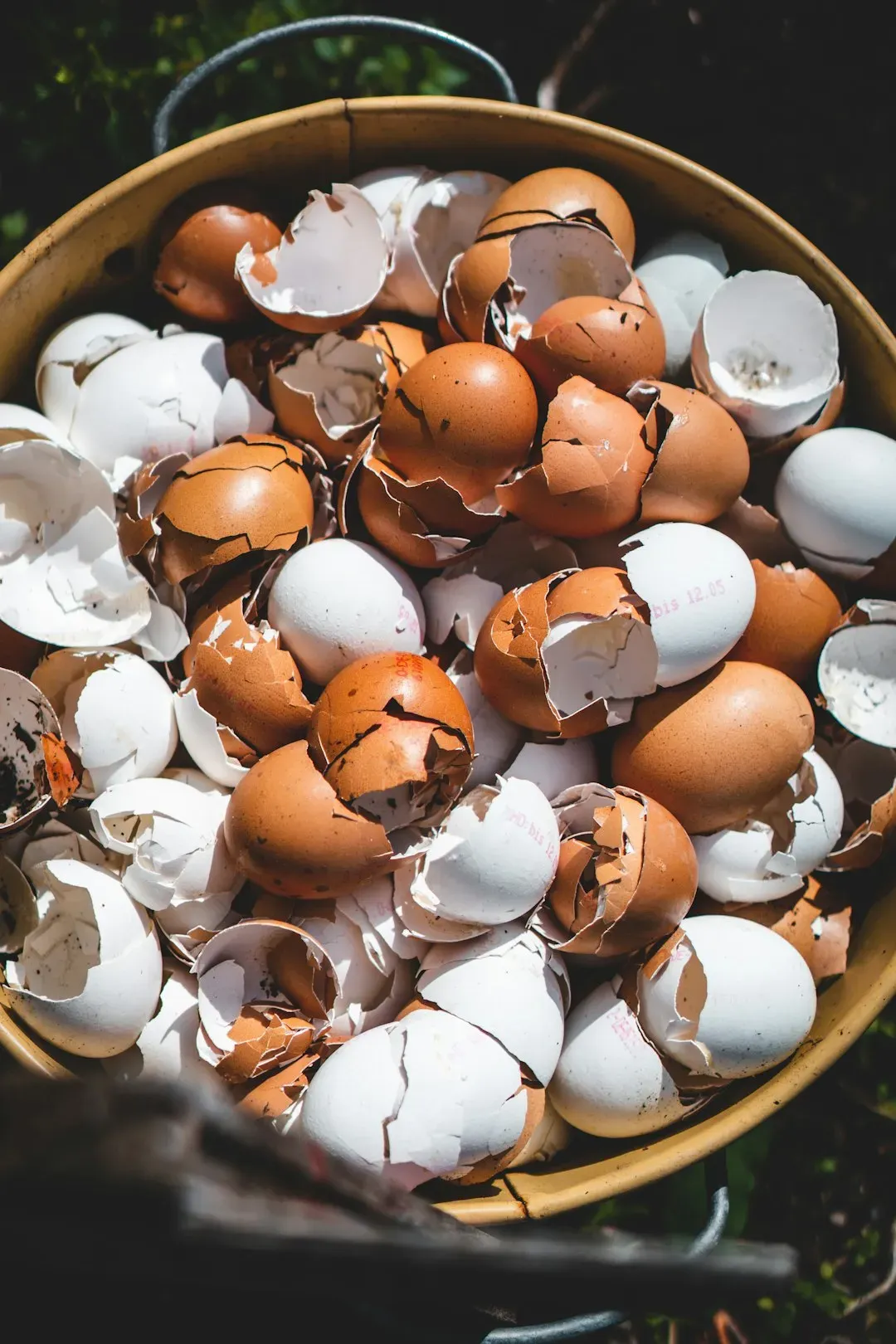 10. Eggshells (Image Credits: Unsplash)