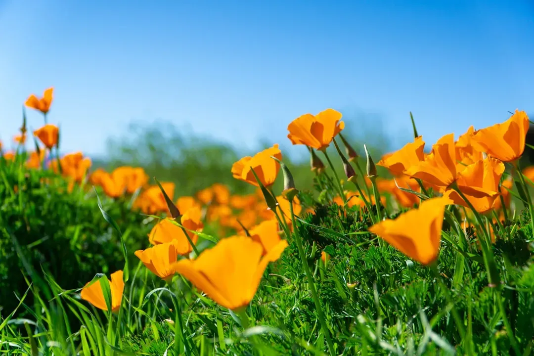 2. California poppy (Image Credits: Unsplash)
