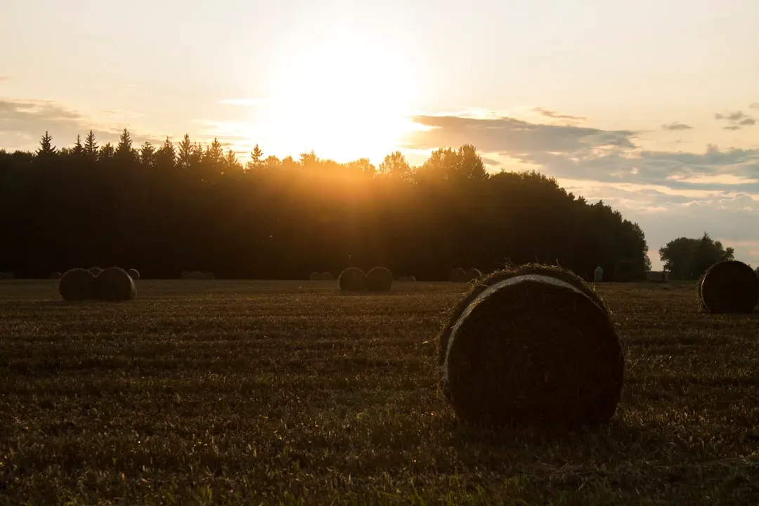 3. "Make Hay While the Sun Shines" (Image Credits: Unsplash)