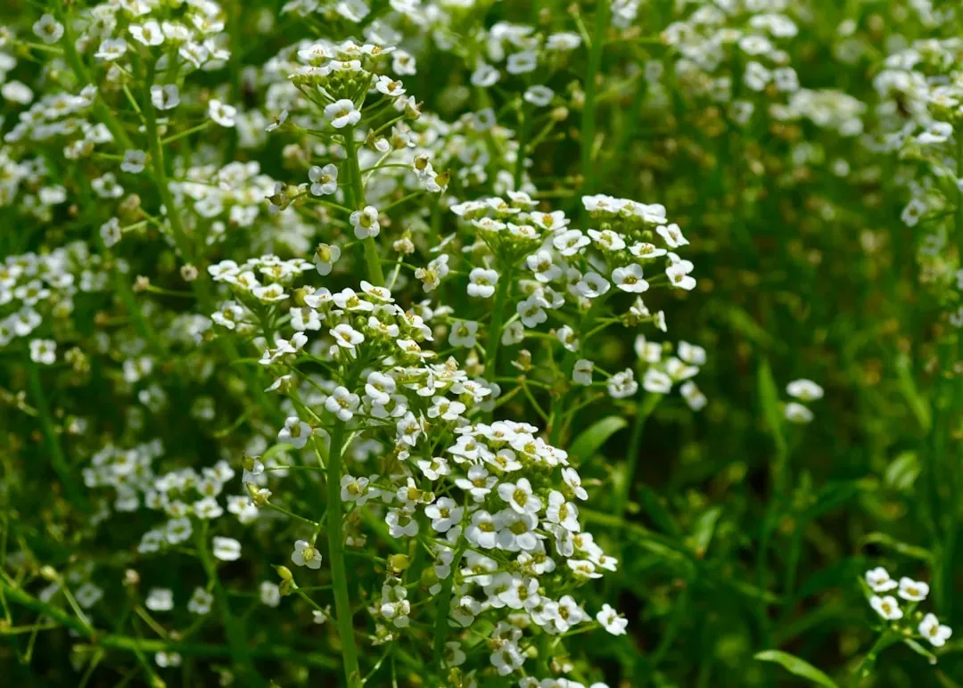 7. Sweet alyssum (Image Credits: Unsplash)