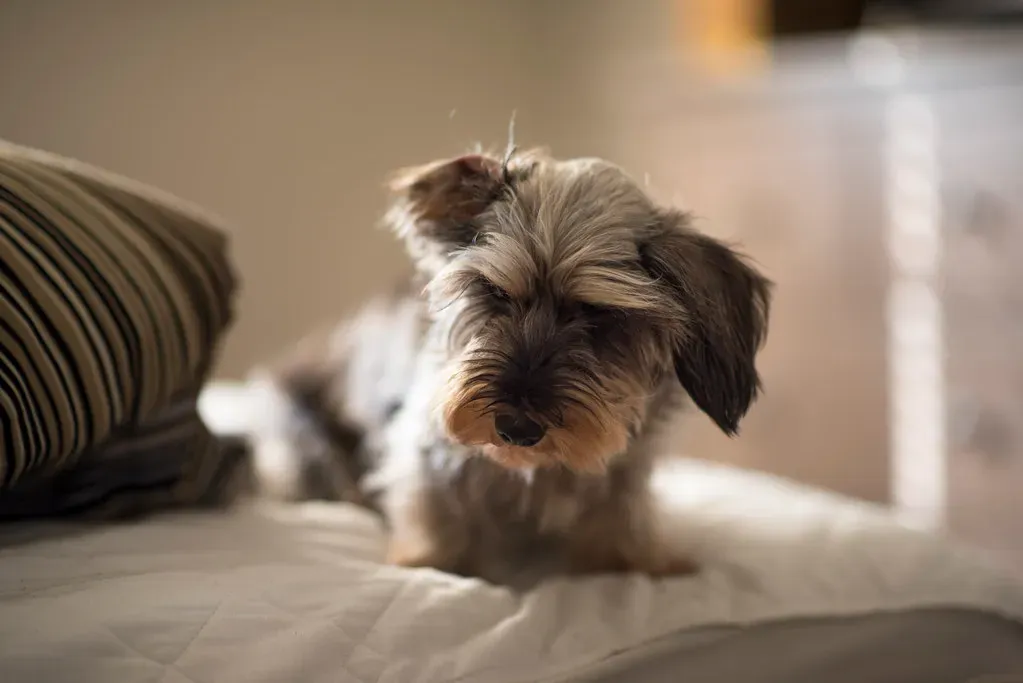 2. "Oh, I Didn't Realize You Had a Pet!" (davejdoe, Flickr, <a href="https://creativecommons.org/licenses/by/2.0/" target="_blank" rel="noopener">CC BY 2.0</a>)