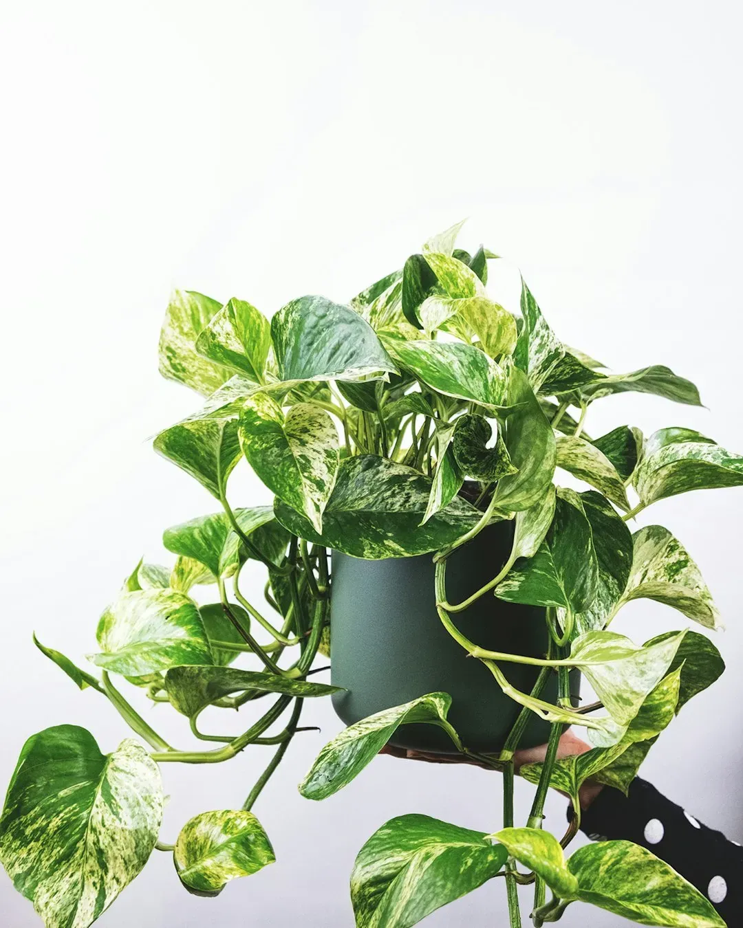 3. Pothos (Epipremnum aureum) (Image Credits: Unsplash)