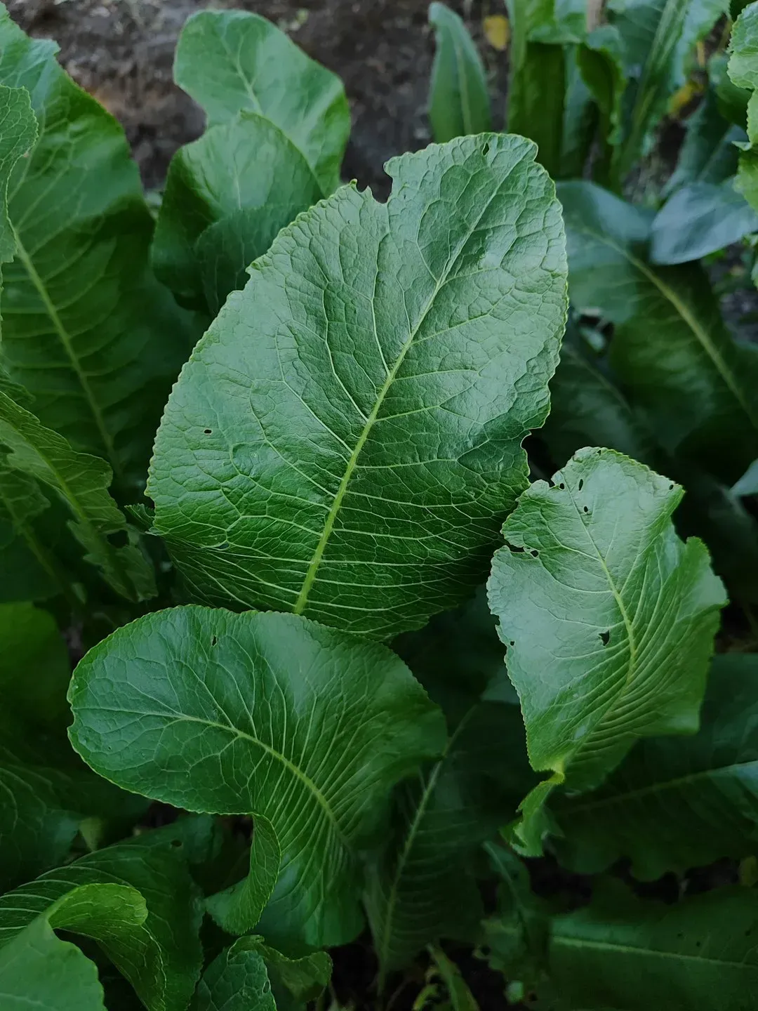Horseradish (Image Credits: Unsplash)