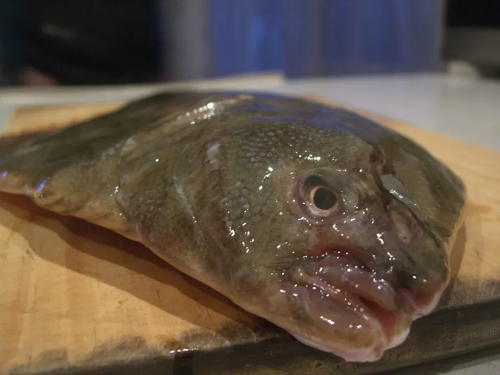 Flounder: Light, Digestible, and Underrated (avlxyz, Flickr, <a href="https://creativecommons.org/licenses/by-sa/2.0/" target="_blank" rel="noopener">CC BY-SA 2.0</a>)