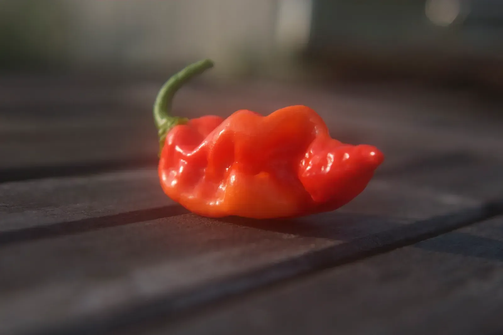 Datil pepper dishes from St. Augustine (By Paullassiter, <a href="https://commons.wikimedia.org/w/index.php?curid=11004517" target="_blank" rel="noopener">CC BY-SA 3.0</a>)