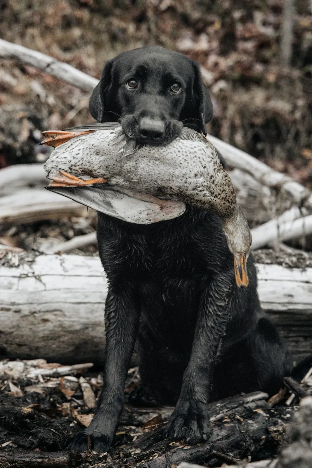 5. "That Dog Won't Hunt" (Image Credits: Unsplash)