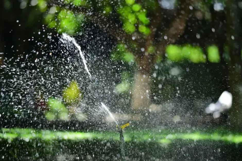 2. Overwatering during drought restrictions (Image Credits: Pexels)
