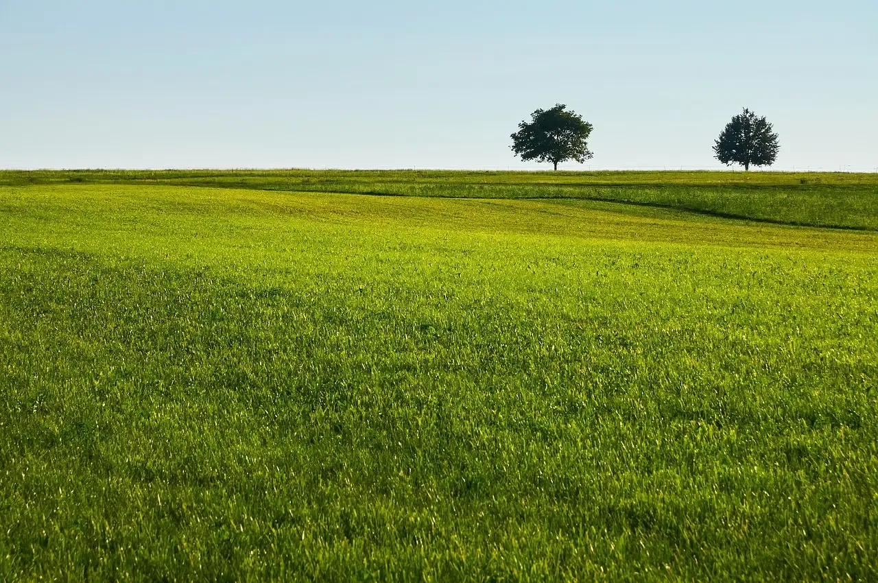 5. Ignoring Thatch Buildup After Repeated Mowing Sessions (Image Credits: Pixabay)
