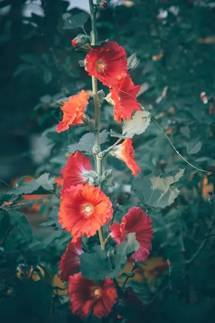 9. Hollyhock (Image Credits: Pexels)