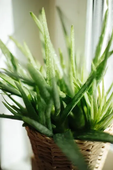 6. Aloe Vera (Image Credits: Pexels)