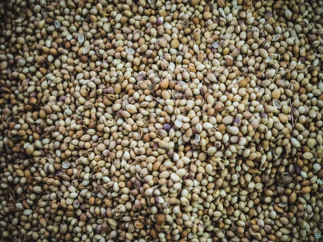 Hemp Seeds: The Protein and Nutrient Density Winner (Image Credits: Unsplash)