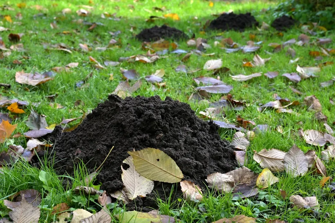 Starting a backyard compost bin (Image Credits: Unsplash)
