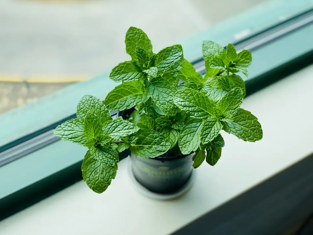 Mint (Image Credits: Unsplash)