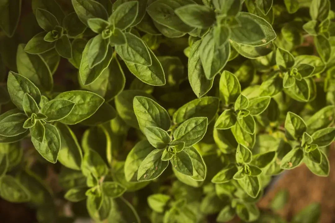 Oregano (Image Credits: Unsplash)