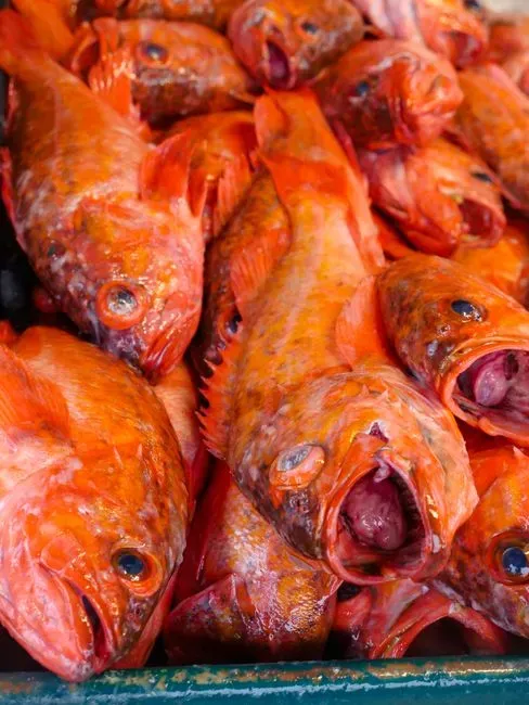 4. Orange roughy (formerly slimehead) (Image Credits: Pexels)