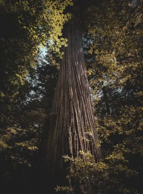 5. Coast Redwood (Sequoia sempervirens) (Image Credits: Pexels)