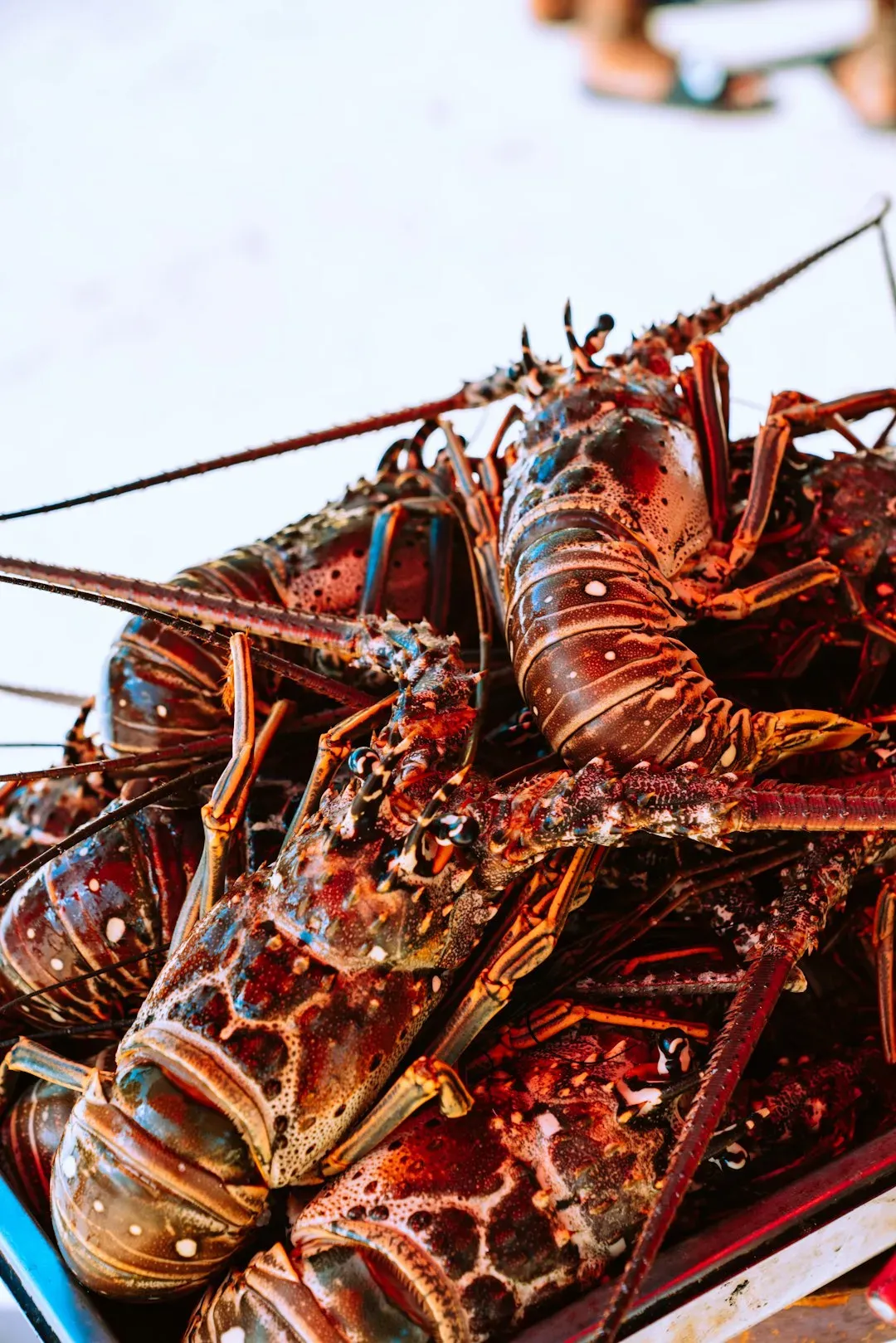 3. Whole Lobster and Steamed Crab (Image Credits: Unsplash)
