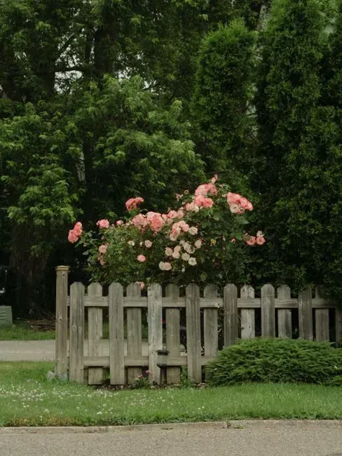 11. Ignoring fence and shared border maintenance (Image Credits: Pexels)