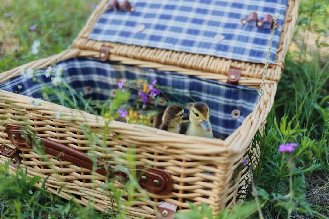 3. Set up a backyard or balcony picnic (Image Credits: Unsplash)
