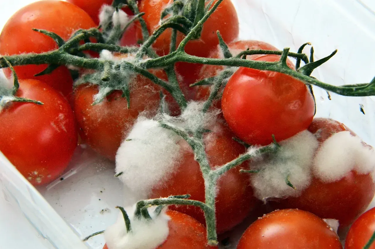 10. Soft fruits and vegetables with mushy spots (Image Credits: Pixabay)