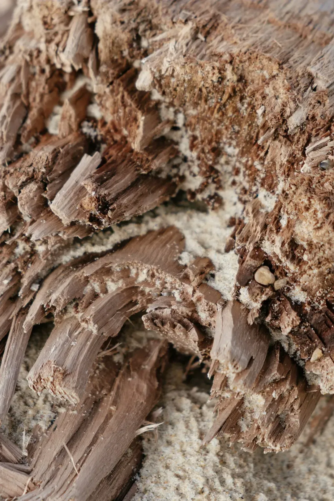 Termites: Structural Damage That Carries Legal Liability (Image Credits: Unsplash)