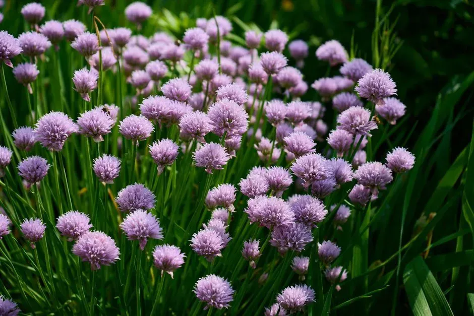 Chives (Image Credits: Pexels)