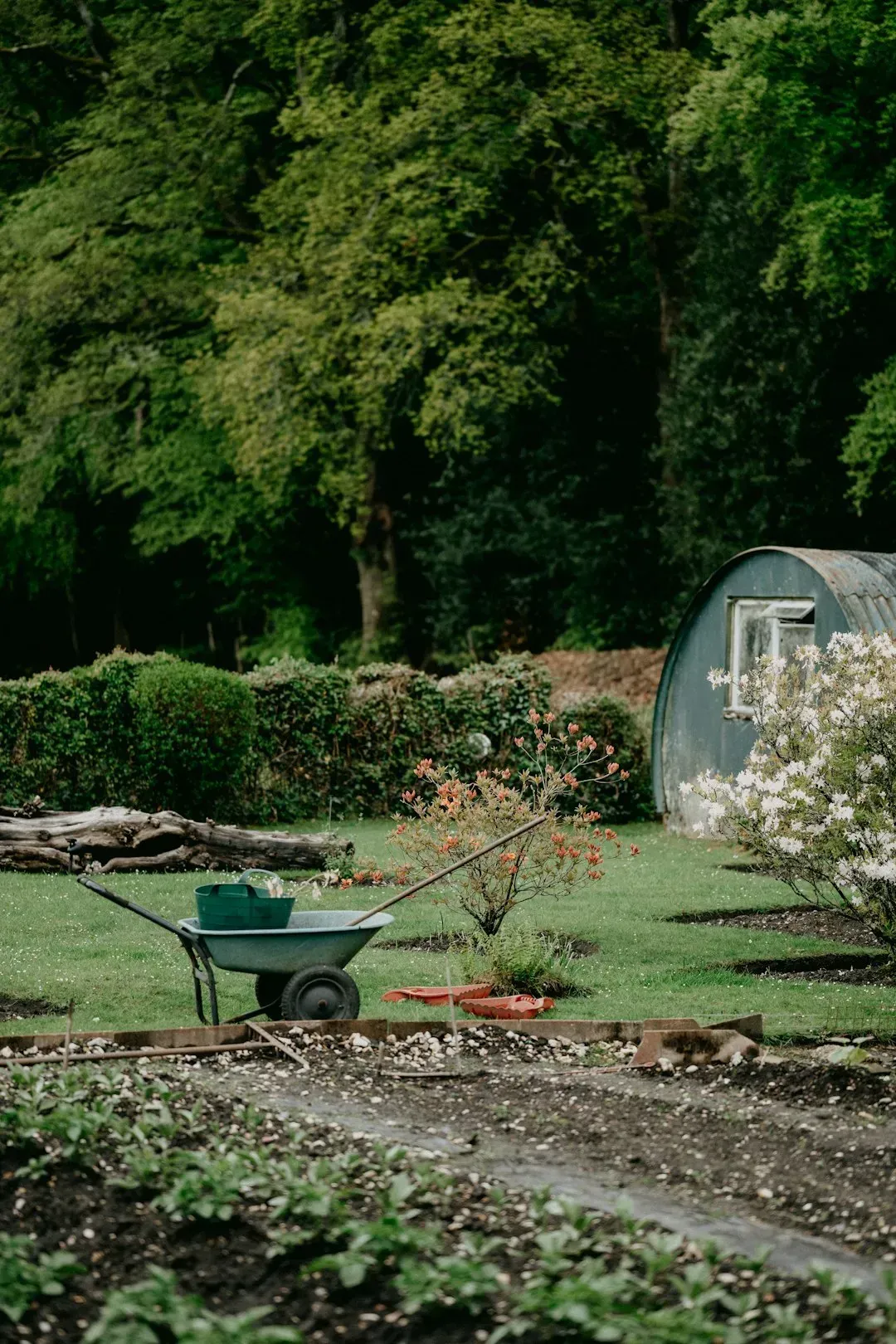 10. Letting a garden go fully to rewilding without any visible intent (Image Credits: Unsplash)