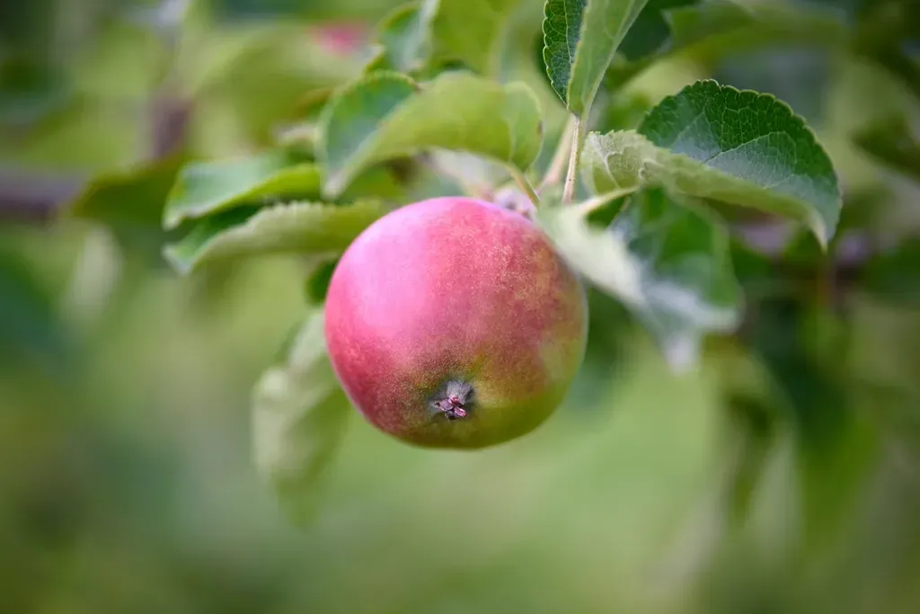 7. "The Apple Doesn't Fall Far from the Tree" (Image Credits: Rawpixel)