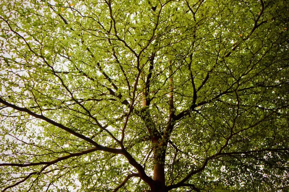6. Elm Trees (Ulmus species) (Image Credits: Pexels)