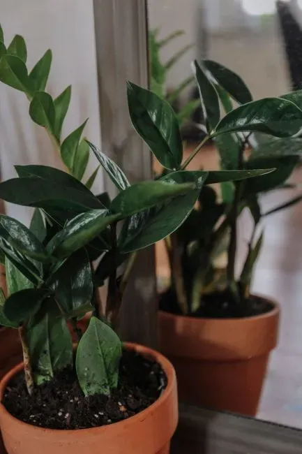 2. ZZ Plant (Zamioculcas zamiifolia) (Image Credits: Pexels)