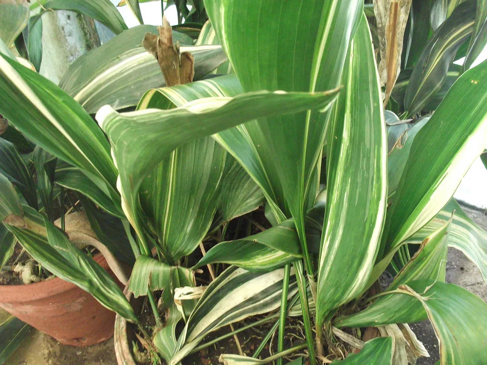 5. Cast Iron Plant (Aspidistra elatior) (By Yercaud-elango, <a href="https://commons.wikimedia.org/w/index.php?curid=38913283" target="_blank" rel="noopener">CC BY-SA 4.0</a>)