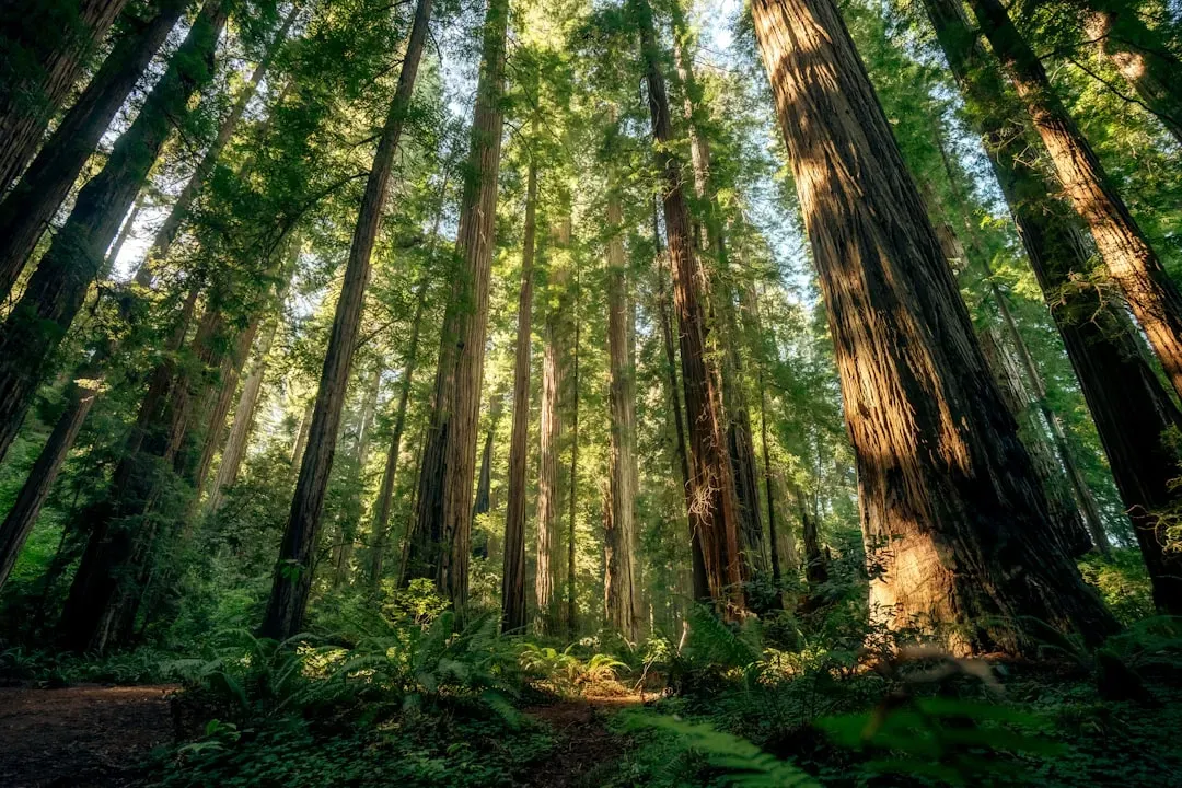 Redwood: California's Most Symbolically Protected Giant (Image Credits: Unsplash)
