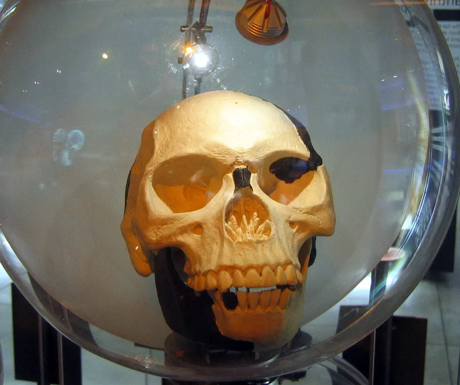 7. The Piltdown Man Hoax That Fooled Science for Decades (Image Credits: By Anrie, CC BY-SA 3.0)