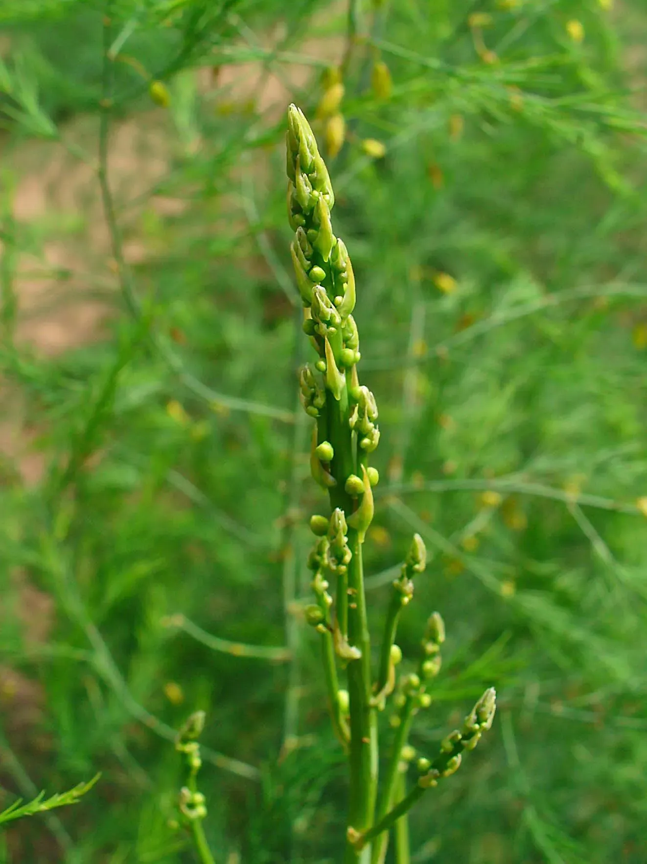 9. Asparagus (By H. Zell, CC BY-SA 3.0)