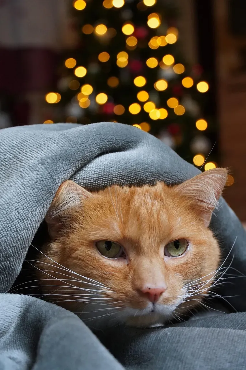 Why Some Cats Are More Prone Than Others (Image Credits: Pixabay)