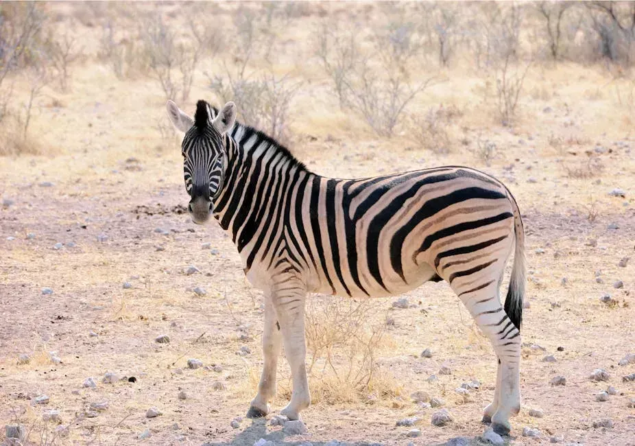 5. South Africa: Safari Dreams on a Budget (Image Credits: Pexels)