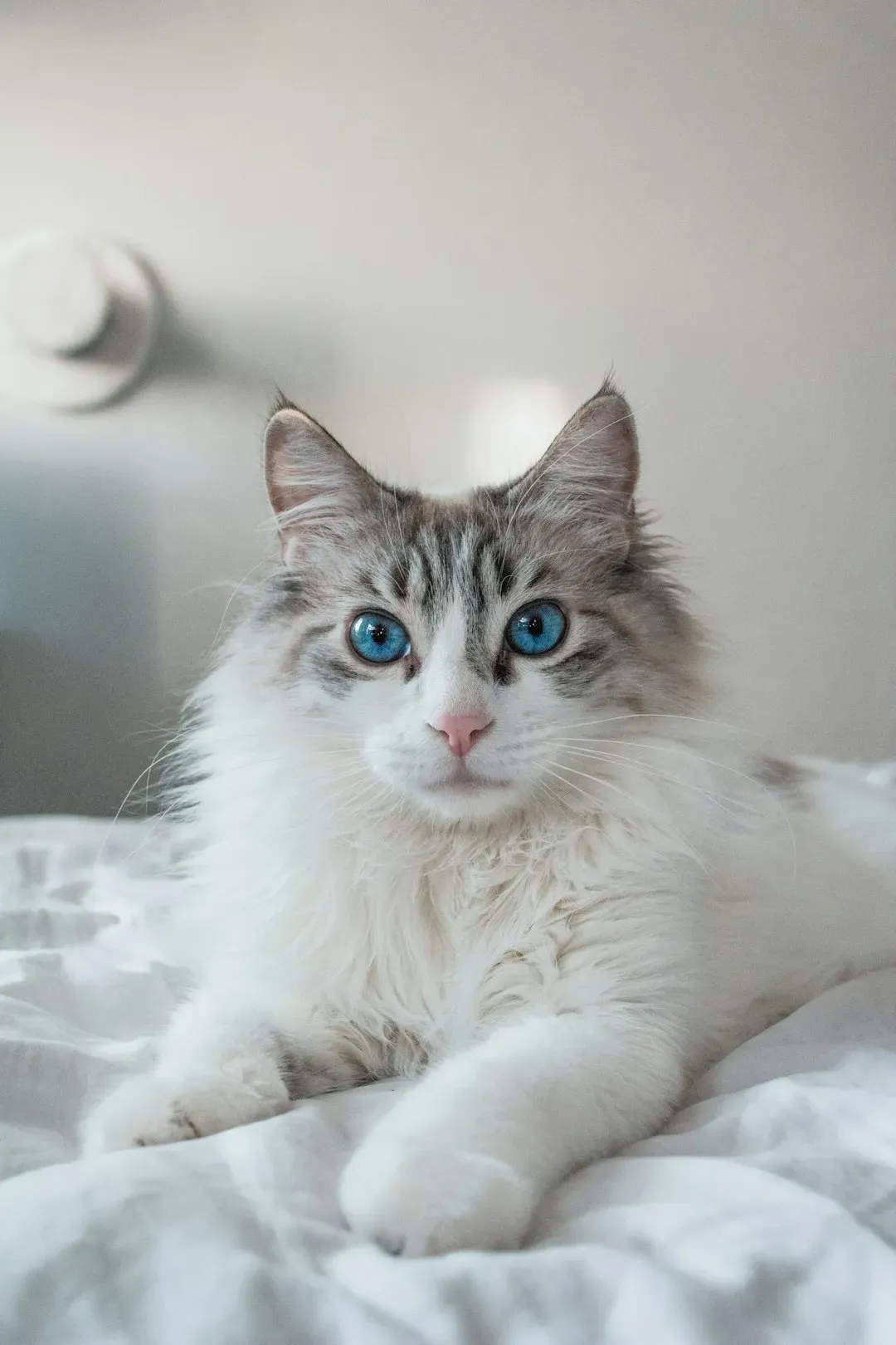 6. The Ragdoll: Too Passive to Be Interesting? (Image Credits: Unsplash)
