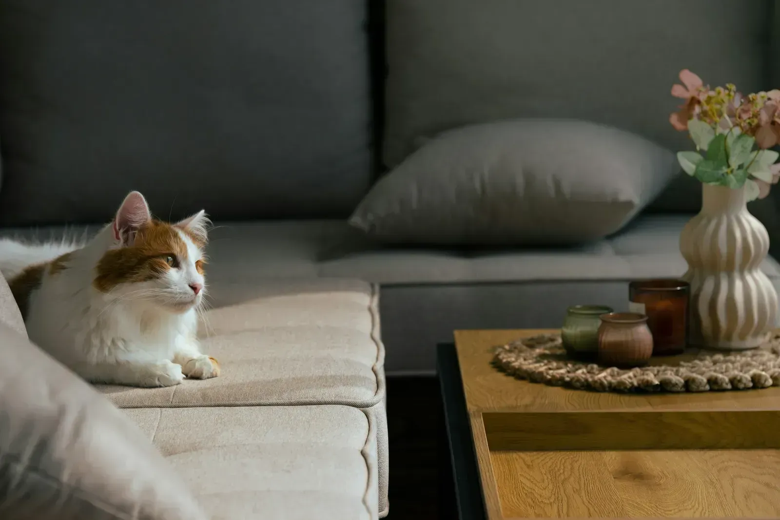 Prepare a Sanctuary Room Before the Newcomer Arrives (Image Credits: Unsplash)