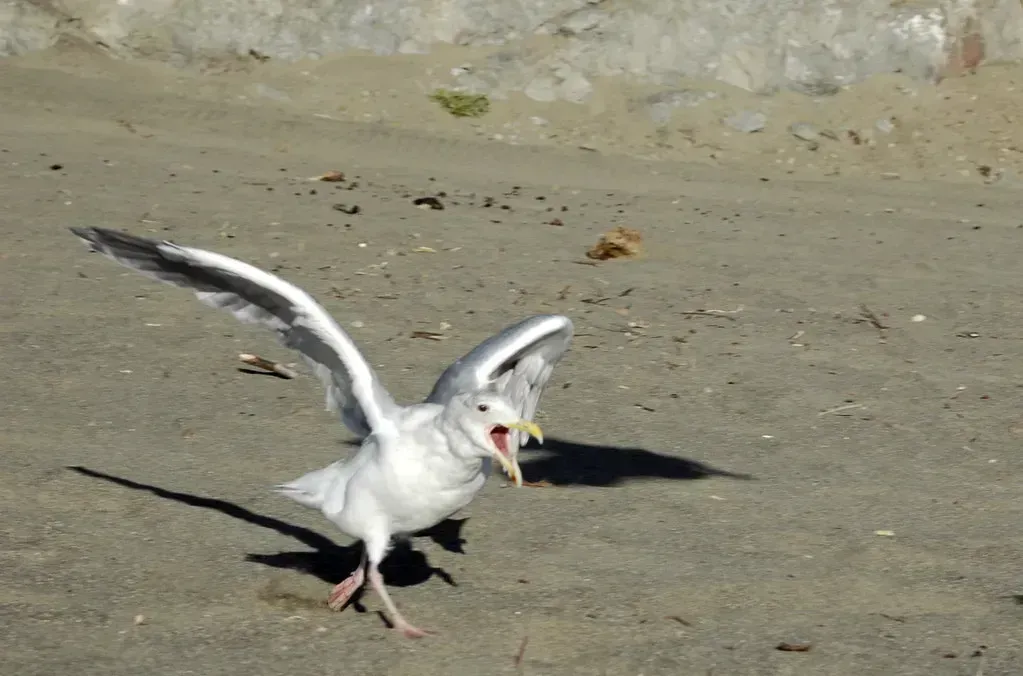 5. Bodega Bay, Sonoma County - The Birds (Rich Anderson, Flickr, CC BY-SA 2.0)