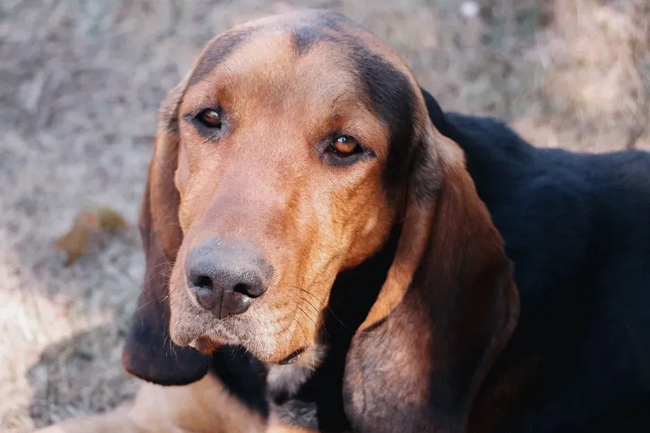11. Chinese Shar-Pei's Cousin in Risk: The Bloodhound (Image Credits: Pexels)
