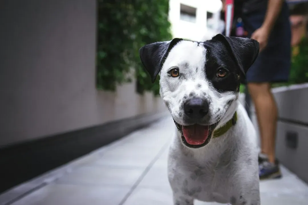 8. Comforting a dog during fearful reactions (Image Credits: Unsplash)