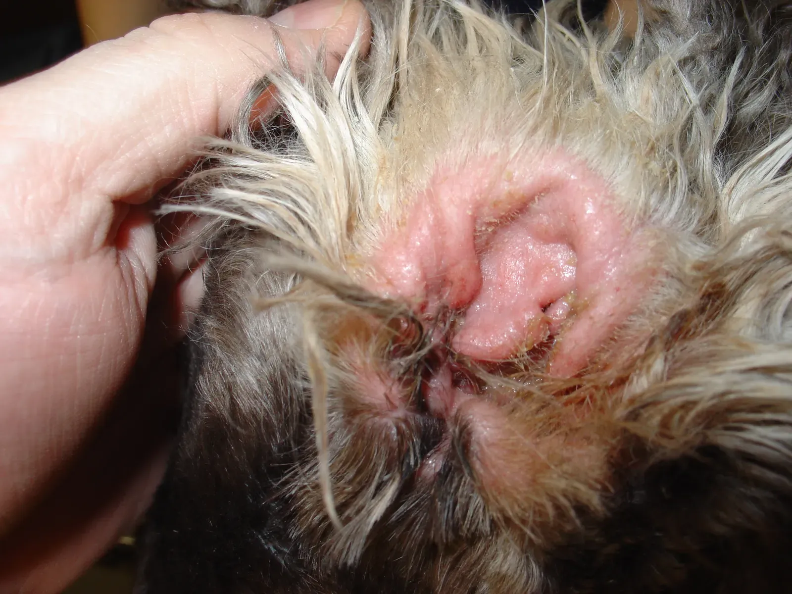 6. Ear infections and odor that owners have gotten used to (By Joel Mills, CC BY-SA 3.0)
