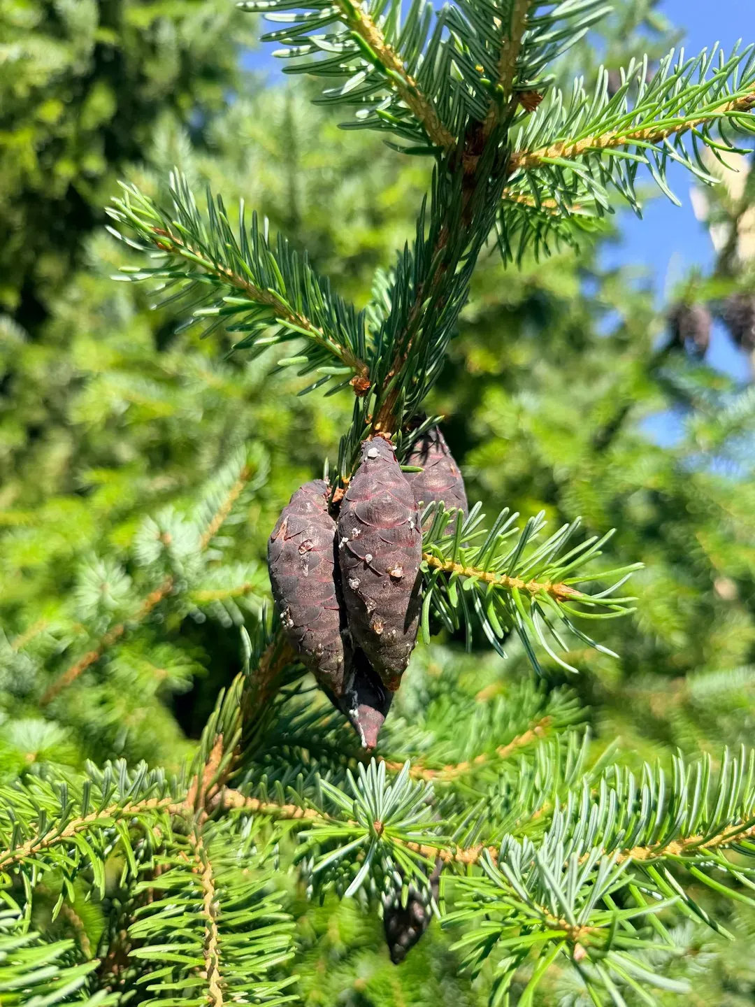 Keep Moths and Pests Away (Image Credits: Unsplash)