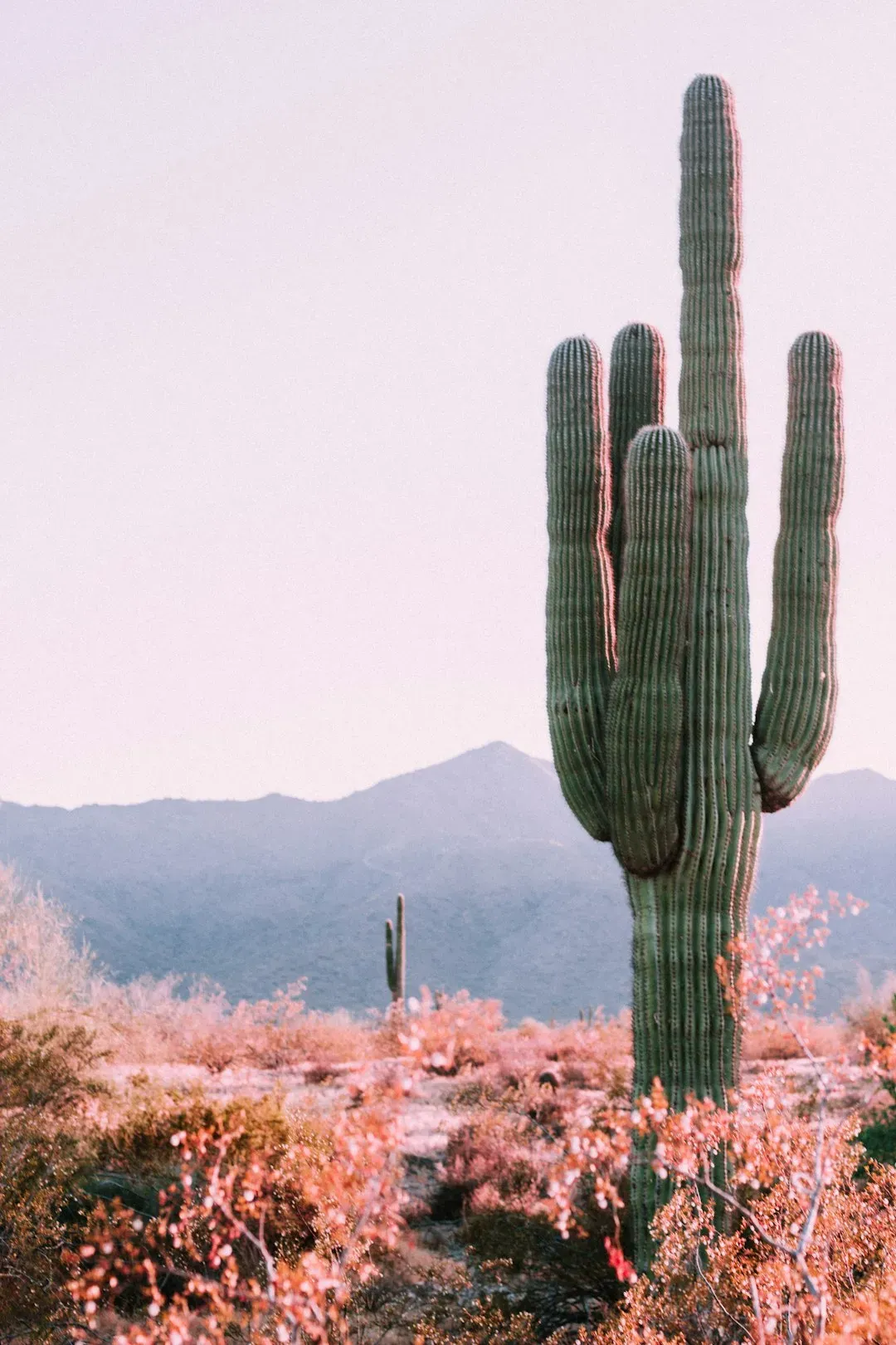 Saguaro Cactus: The Desert Tree You Absolutely Cannot Touch (Image Credits: Unsplash)
